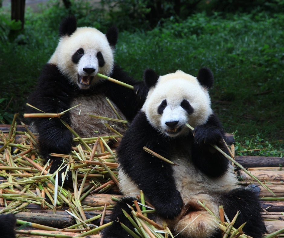 Pandas in Chengdu, China Nélo LIFEtrip